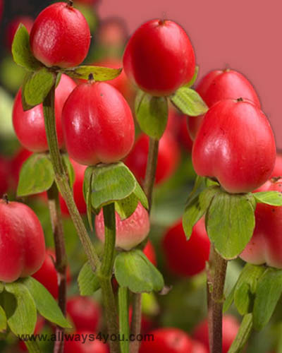 Hypericum Red Bullet Flowers